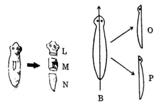 Asexual Reproduction Involves A Single Parent To Produce Offsprings